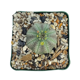 Euphorbia Obesa | Baseball Plant