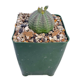 Euphorbia Obesa | Baseball Plant