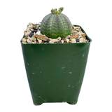 Euphorbia Obesa | Baseball Plant