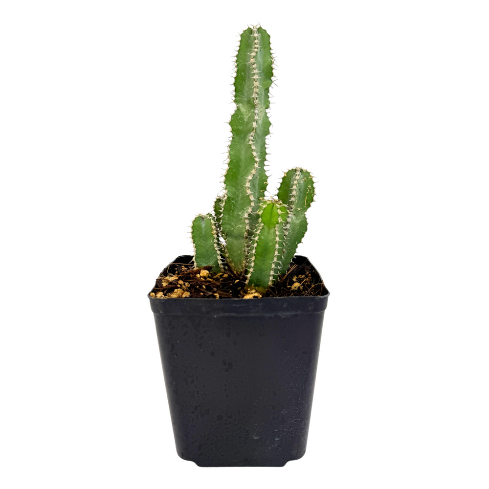 types of euphorbia cactus Euphorbia polyacantha