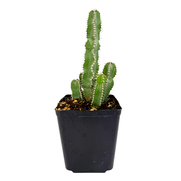 Euphorbia polyacantha