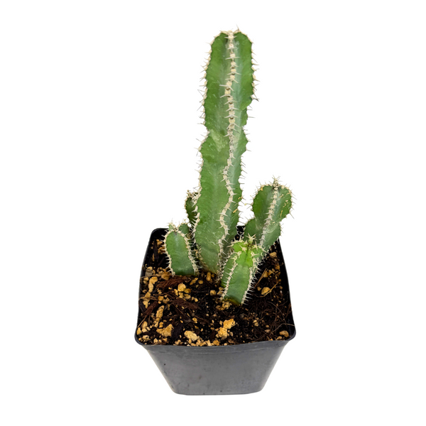 Euphorbia polyacantha