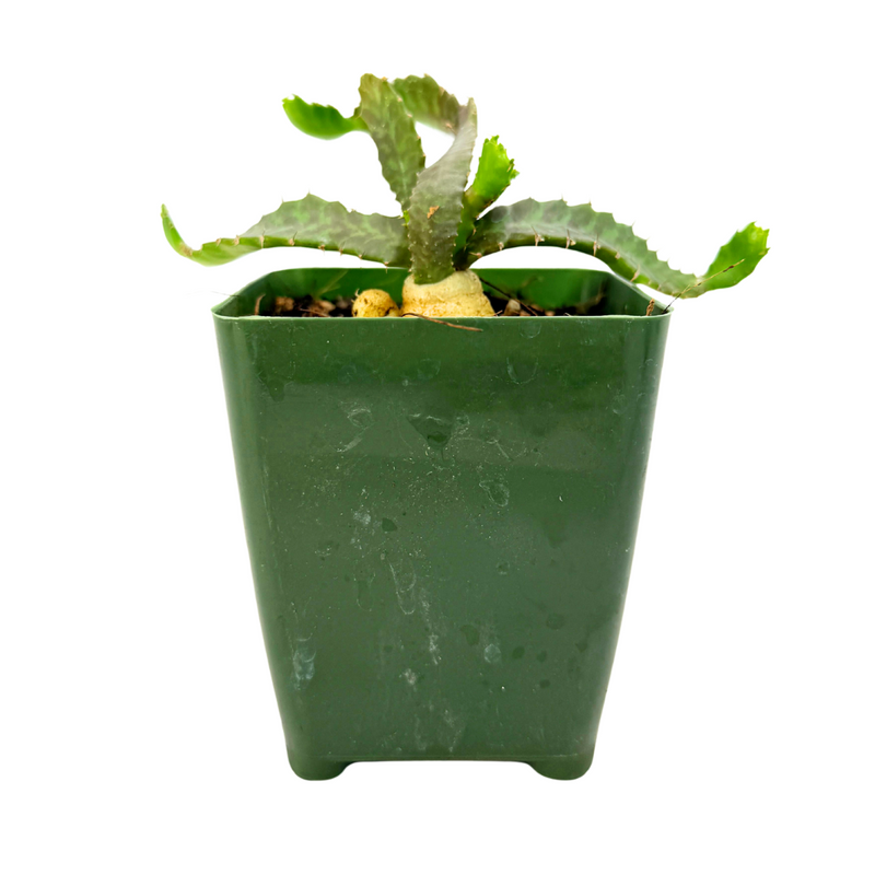 jellyfish succulents Euphorbia Stellata