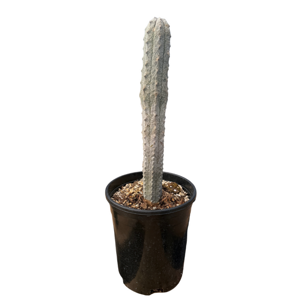 Euphorbia abdelkuri