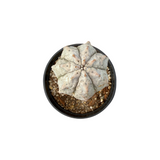 Euphorbia abdelkuri
