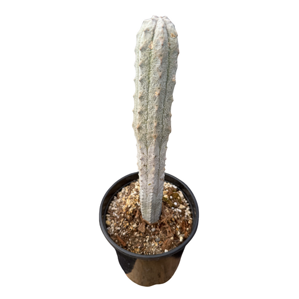 Euphorbia abdelkuri