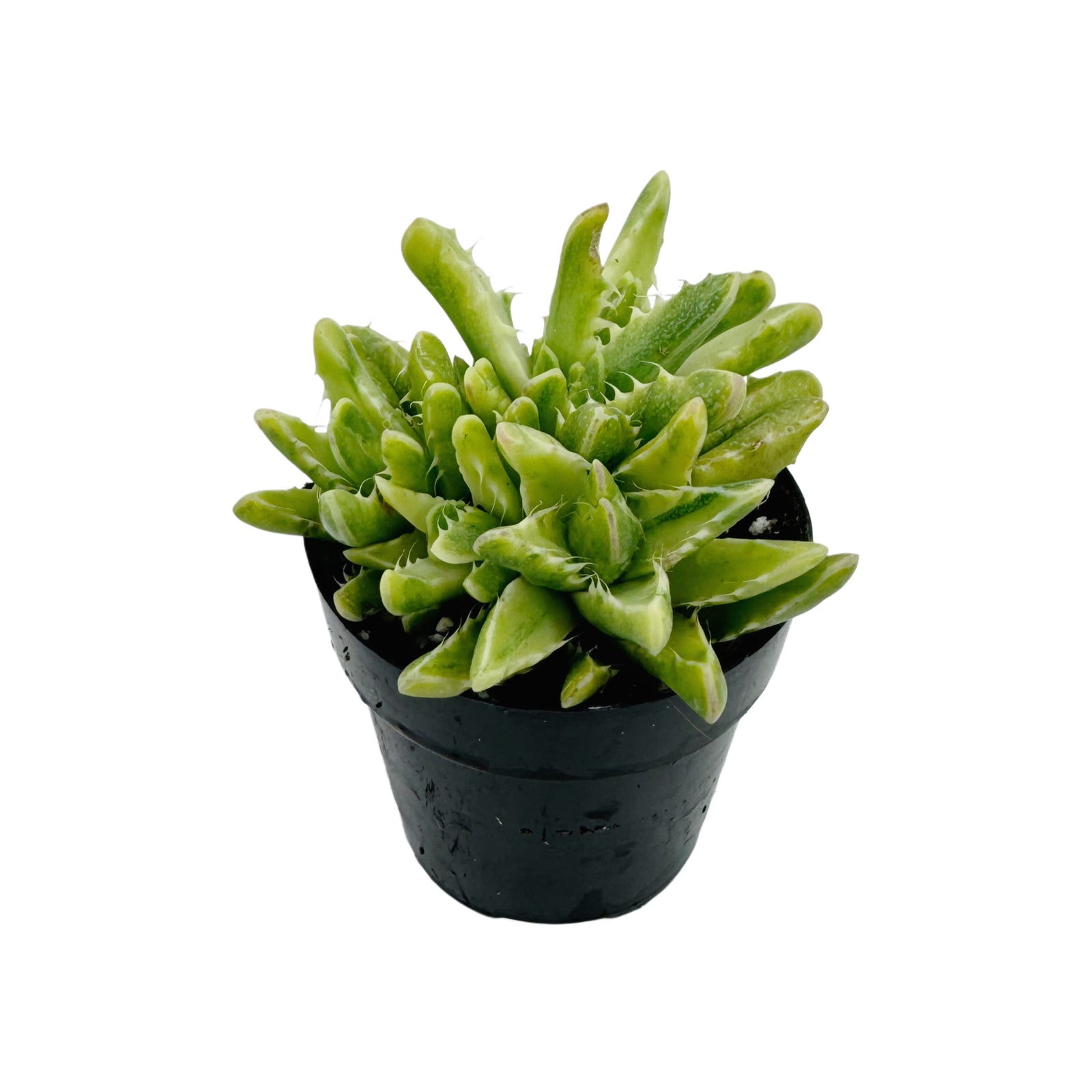 Faucaria Tigrina Variegata | Variegated Tiger Jaw  Lazy Gardens