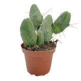 Trichocereus bridgesii monstrose | Penis Cactus | Short Form