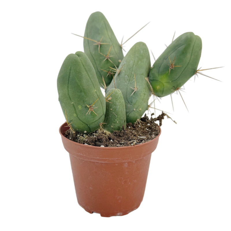 Trichocereus bridgesii monstrose | Penis Cactus