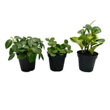 Assorted Peperomia Pack - Lazy Gardens