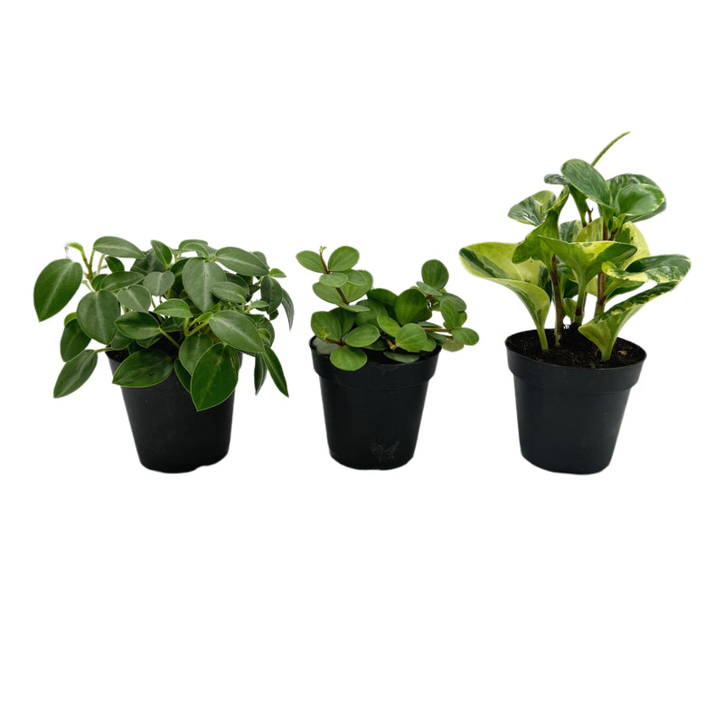 Assorted Peperomia Pack - Lazy Gardens