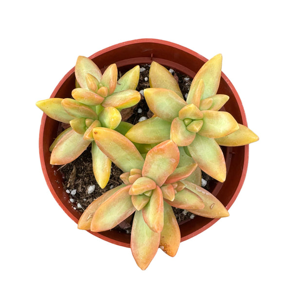 Sedum Adolphi 'Golden Sedum' - Lazy Gardens