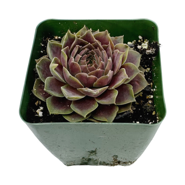 Sempervivum Pacific Magic Night