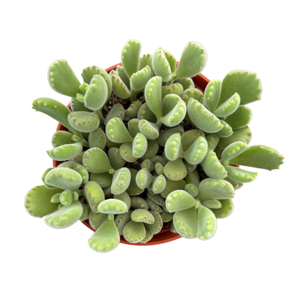 Cotyledon tomentosa | Bear Paw - Lazy Gardens