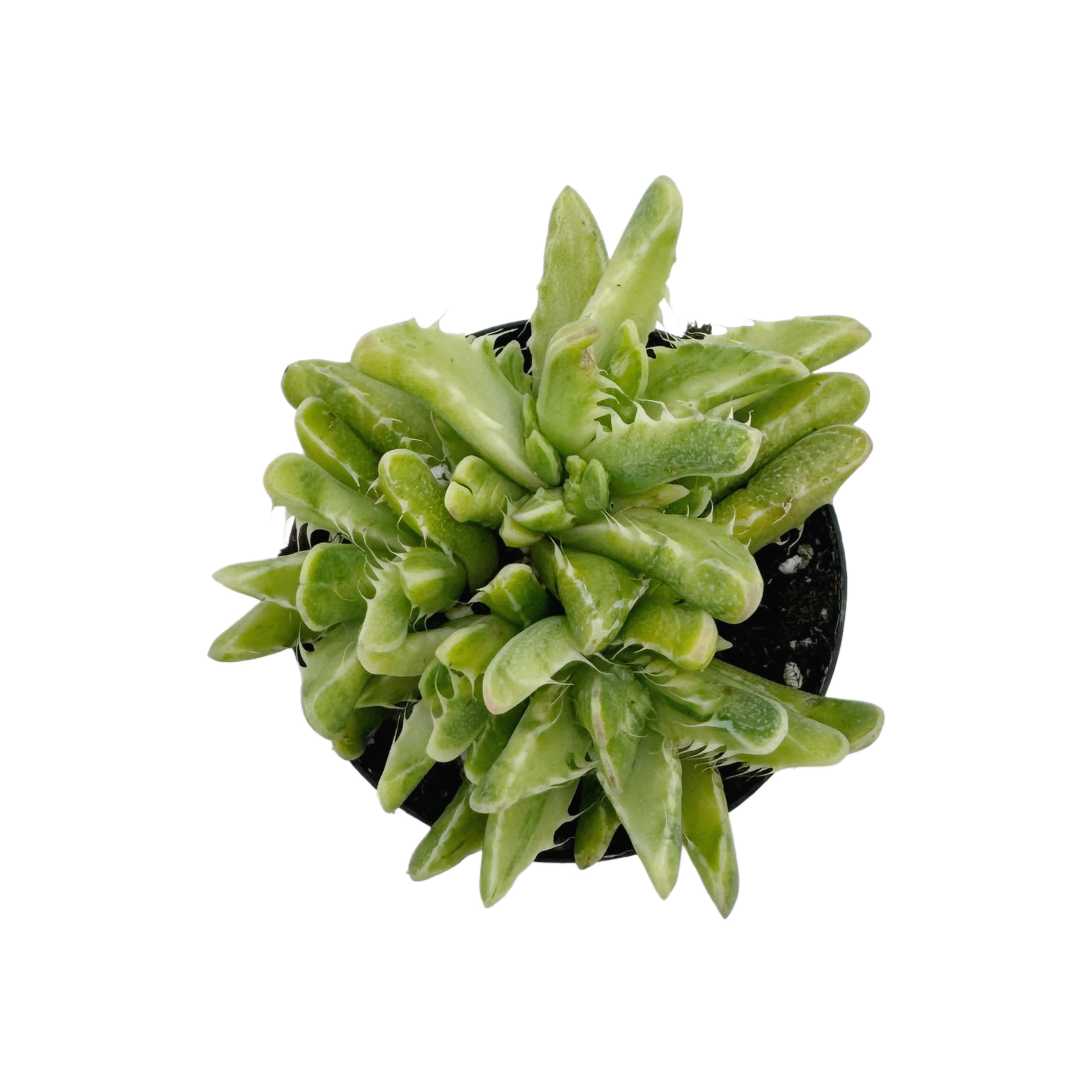 succulent with tiger stripes Faucaria Tigrina Variegata