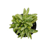 Faucaria Tigrina Variegata | Variegated Tiger Jaw - Lazy Gardens