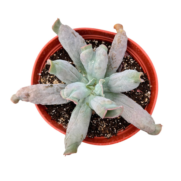 Echeveria Culibra - Lazy Gardens