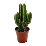 Acanthocereus tetragonus | Fairy Castle Cactus