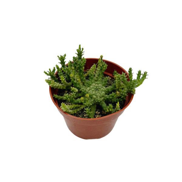 Euphorbia Flanaganii | Medusa’s Head Euphorbia - Lazy Gardens