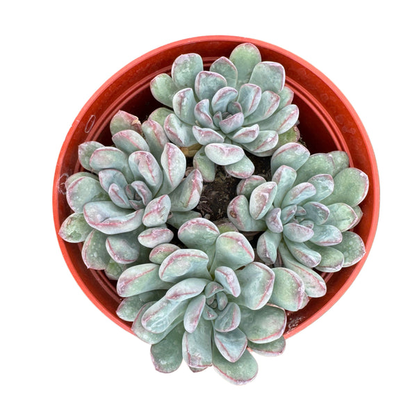 Echeveria Pulidonis - Lazy Gardens