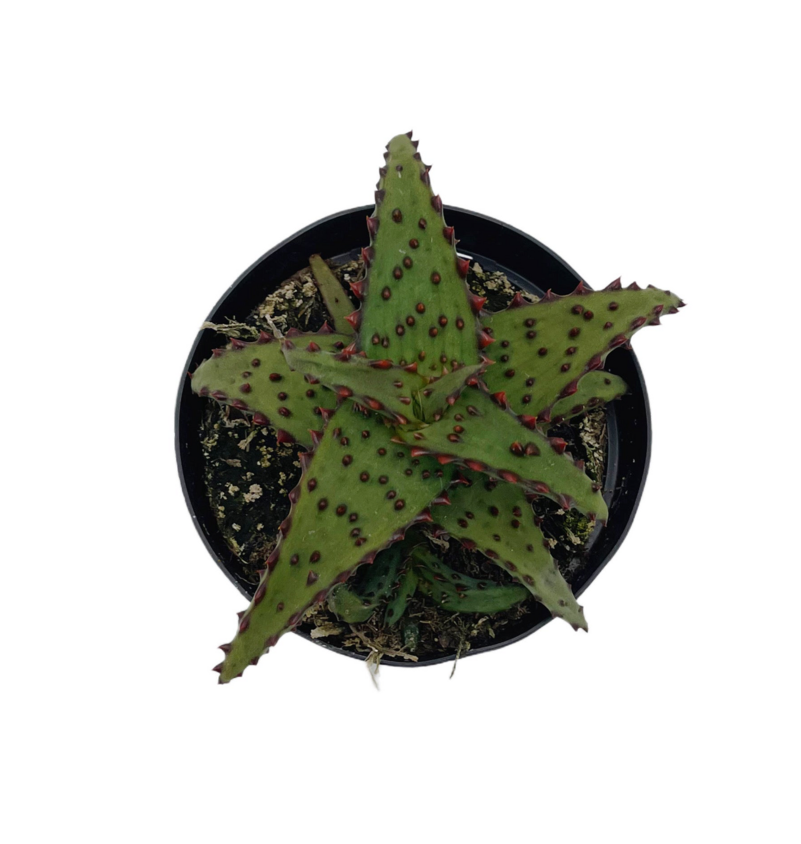 Aloe Castilloniae | Rare Aloes – Lazy Gardens