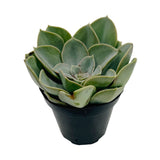 Echeveria Green Pearl