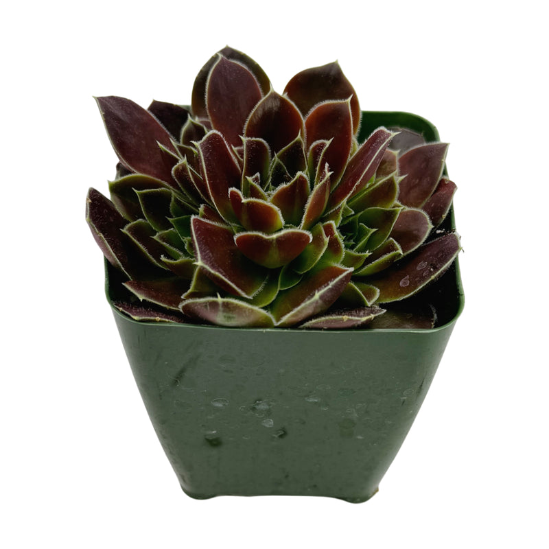 Sempervivum heuffelii ‘Irene’