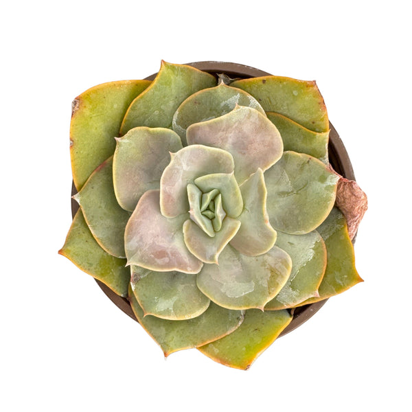 Echeveria Green Pearl - Lazy Gardens