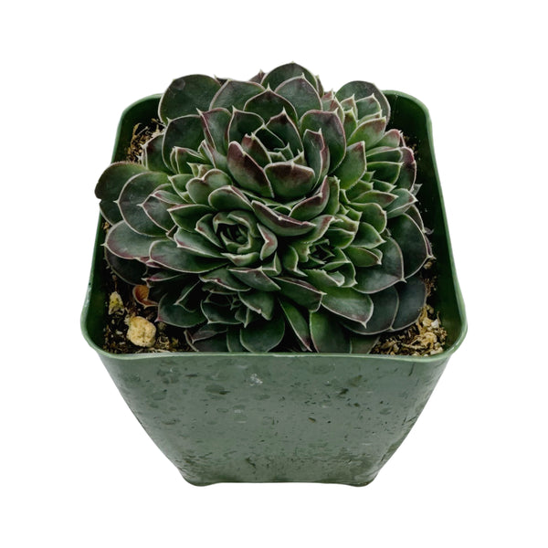 Sempervivum heuffelii ‘Coral Reef’