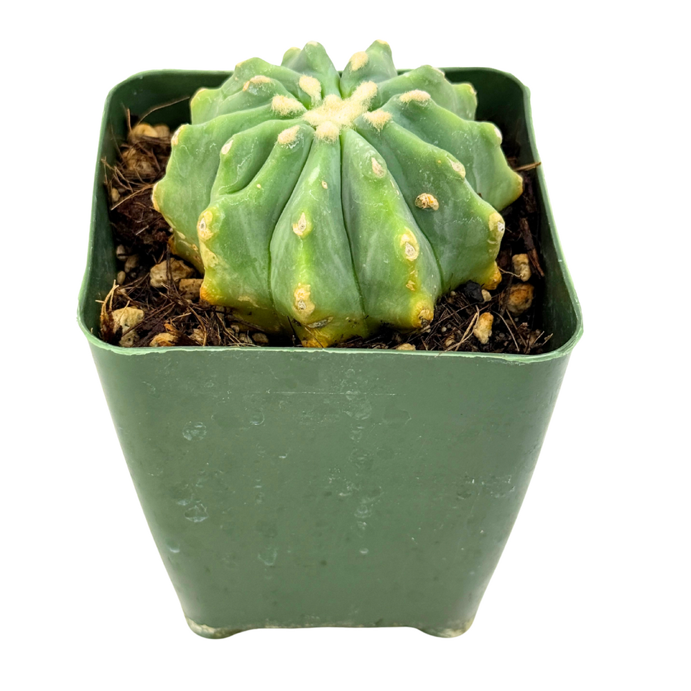 Ferocactus glaucescens inermis