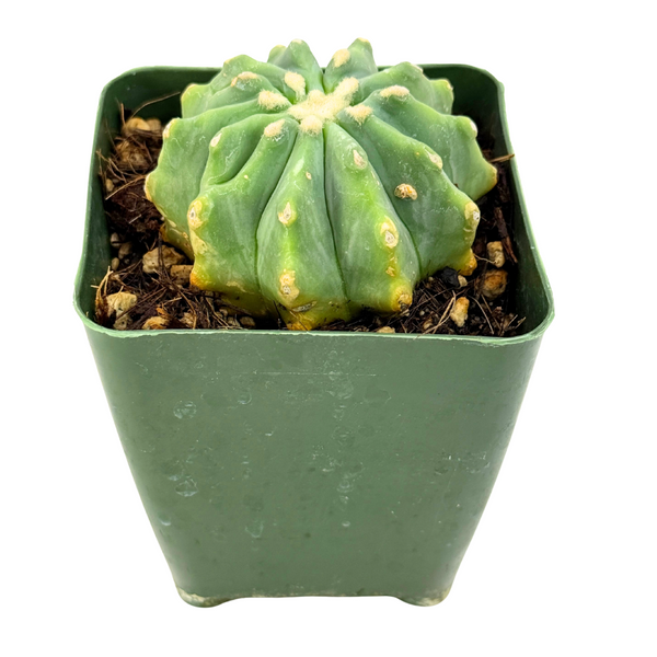 Ferocactus glaucescens inermis | Spineless Blue Barrel Cactus