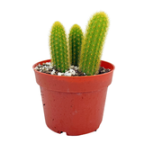 Cleistocactus winteri | Golden Rat Tail Cactus