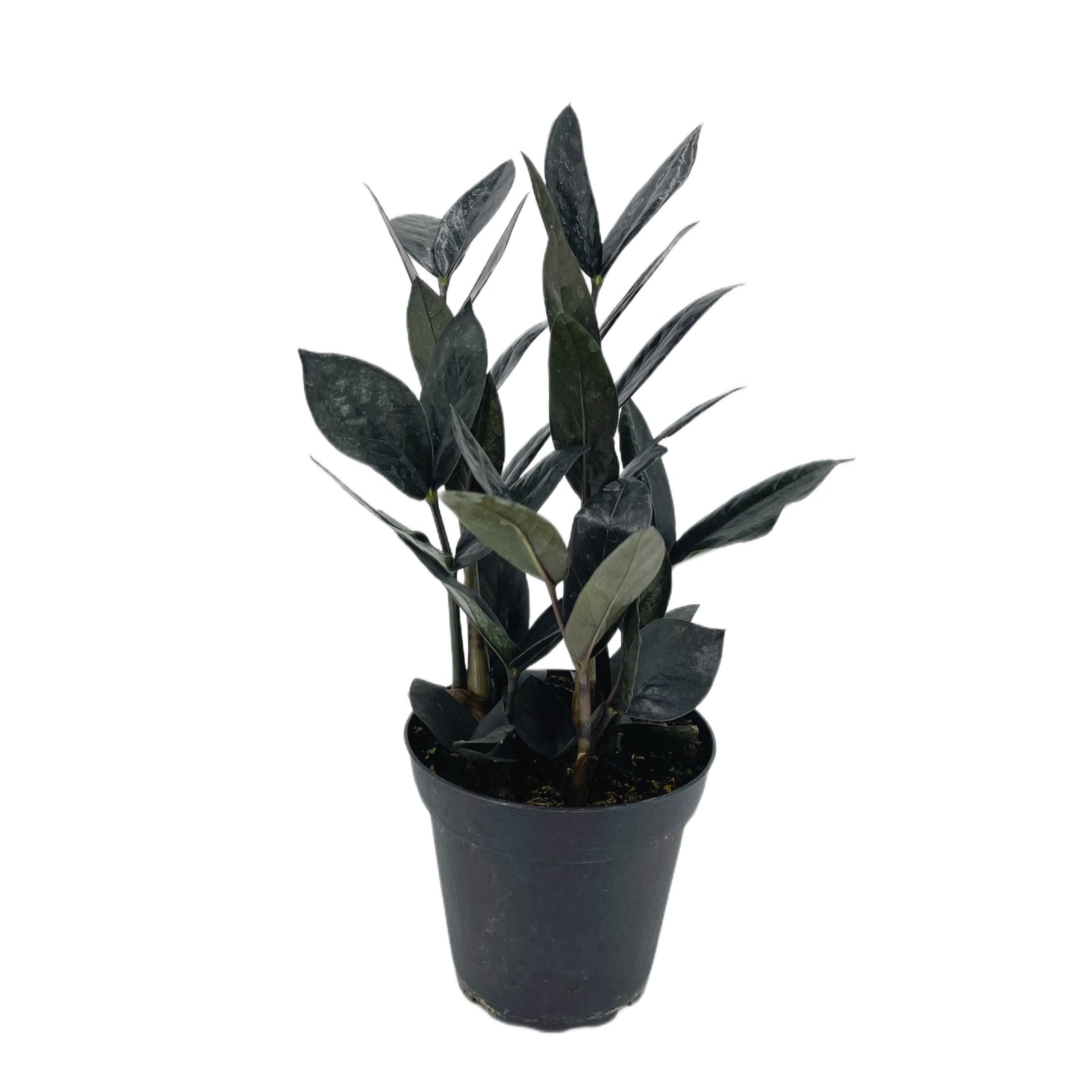 raven black zz plant Zamioculcas zamiifolia 'Black Raven'