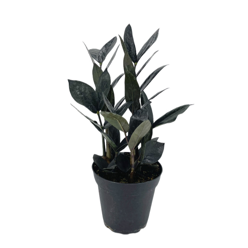 ebony zz plant Zamioculcas zamiifolia 'Black Raven'