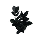 Raven ZZ Plant | Zamioculcas zamiifolia ‘Black Raven’