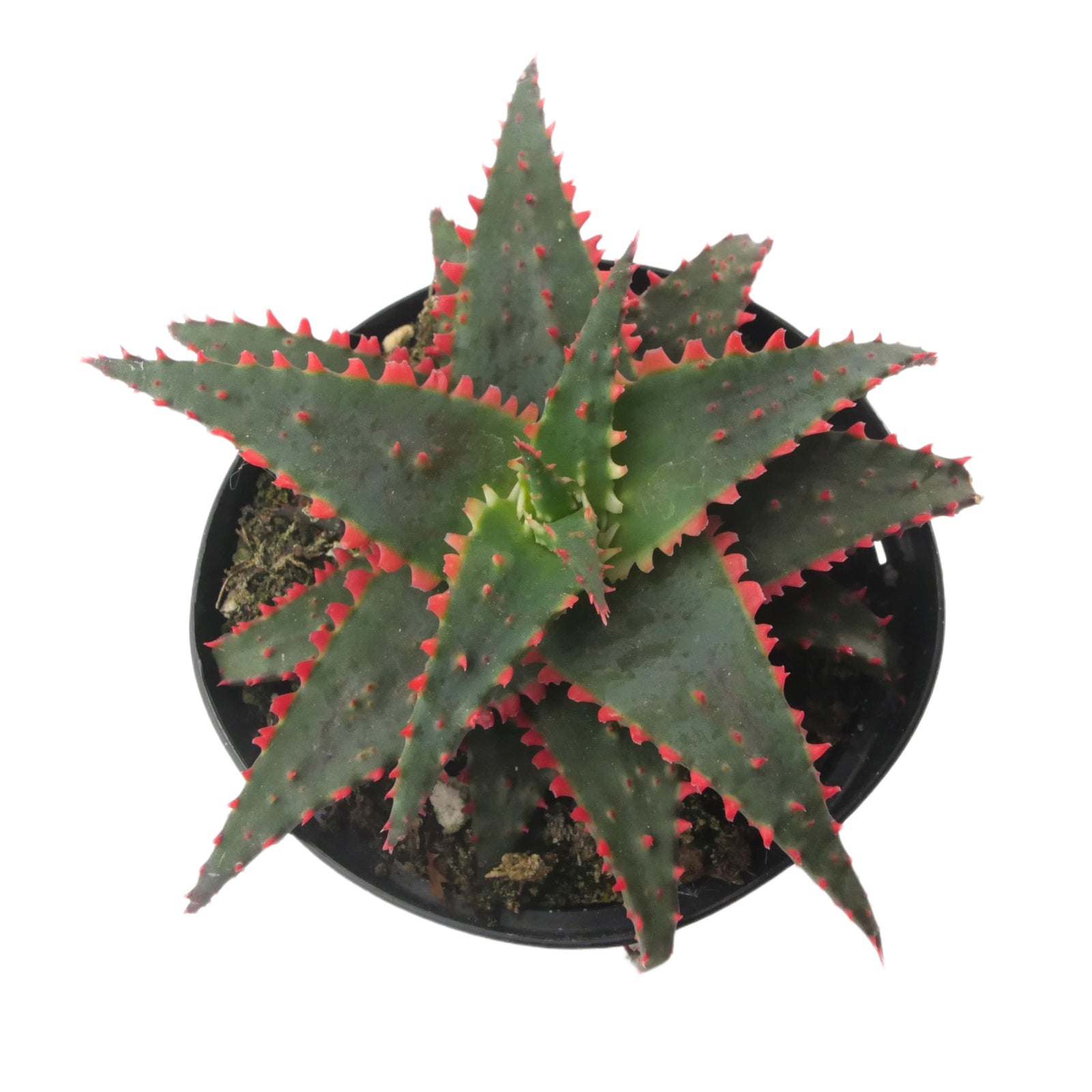 christmas sleigh succulent Aloe Christmas Sleigh