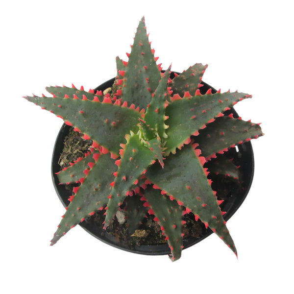 Aloe Christmas Sleigh | Aloe Hybrid