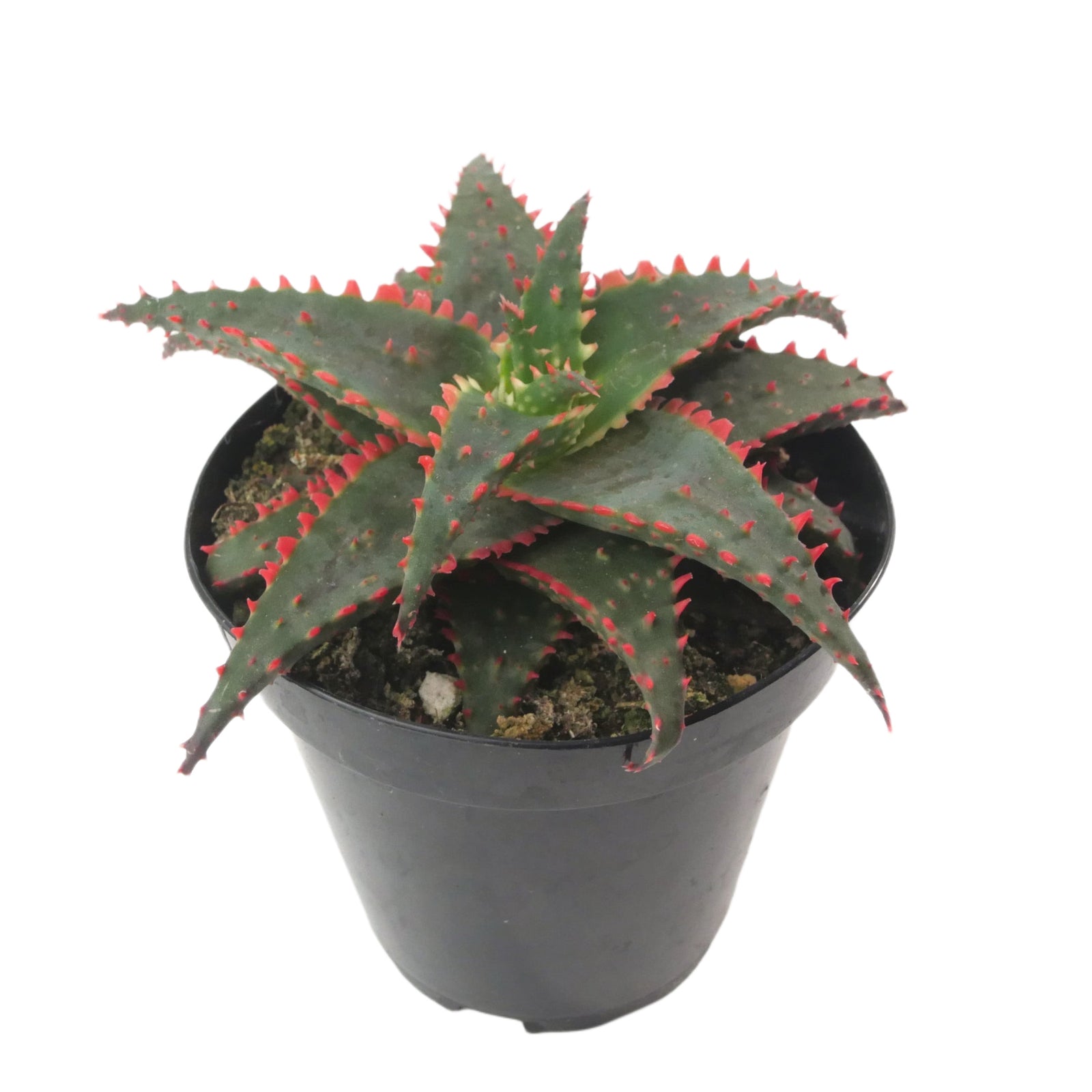 christmas aloe vera plant Aloe Christmas Sleigh