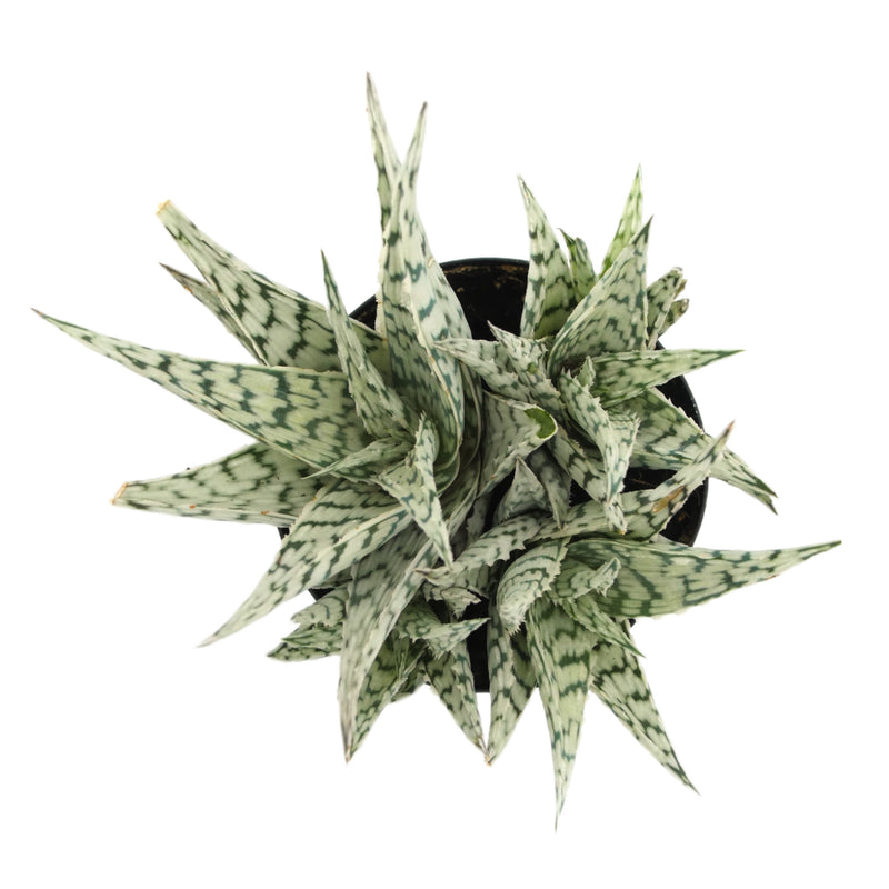 Aloe Blizzard | Aloe Hybrid - Lazy Gardens