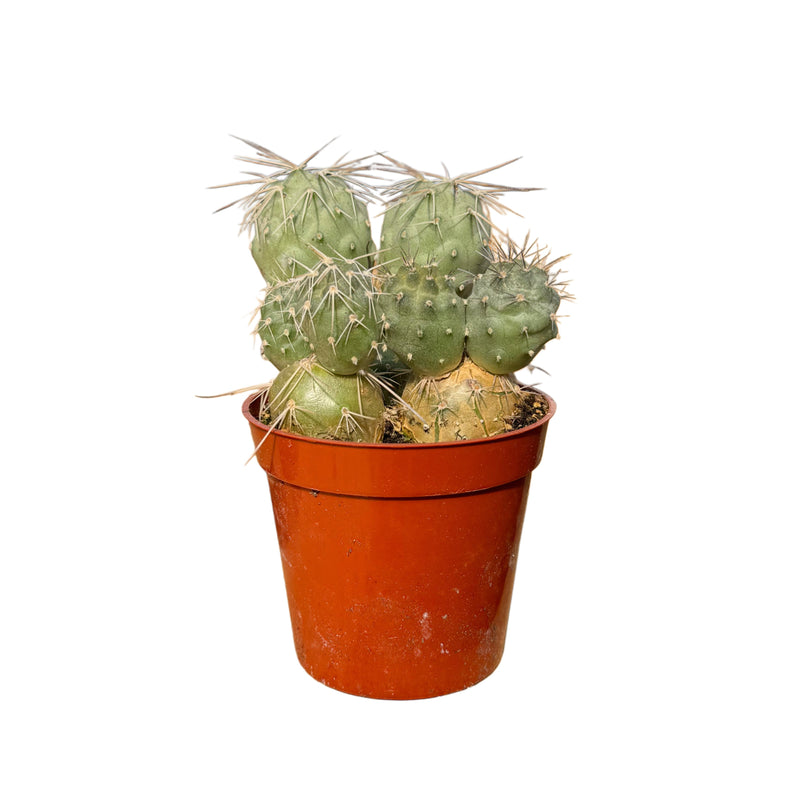 Tephrocactus alexandrii