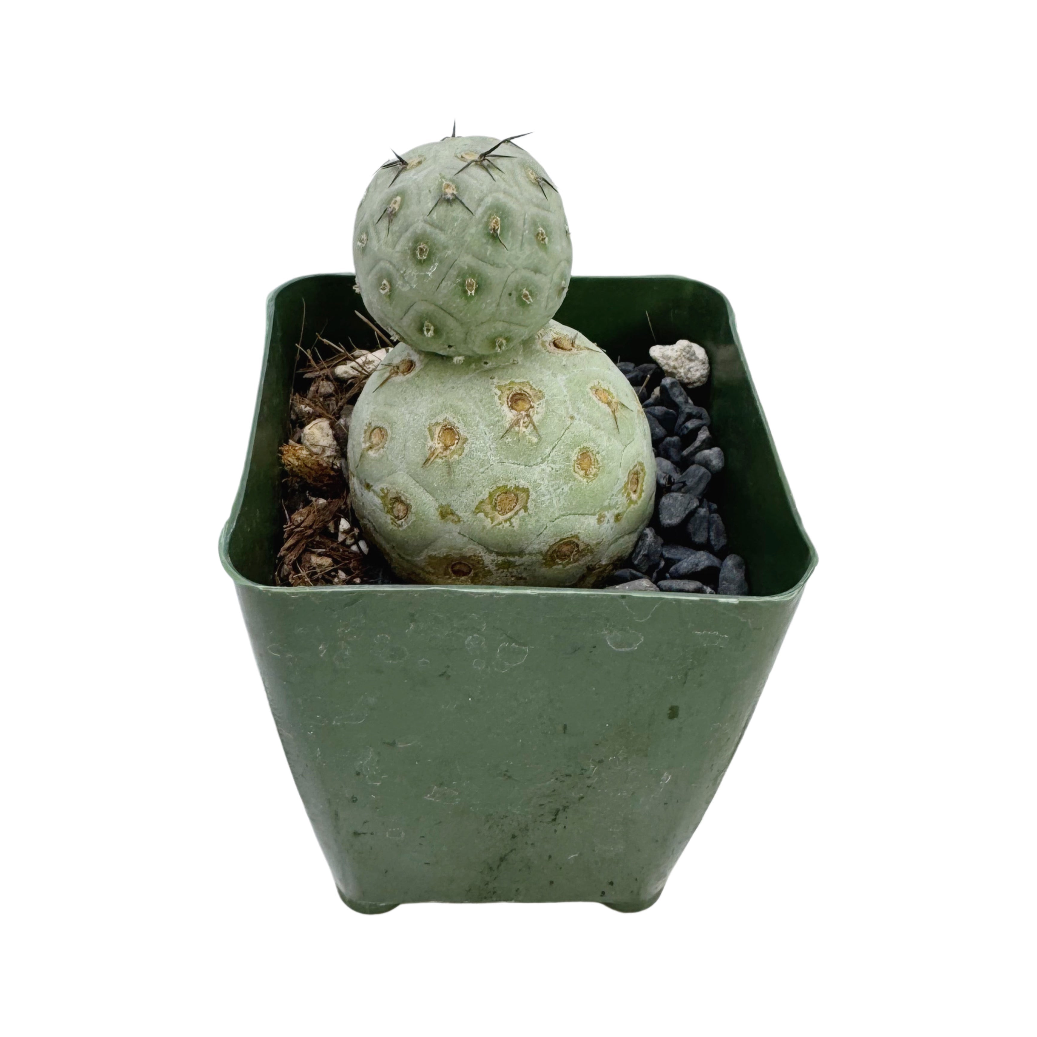 Tephrocactus geometricus – Lazy Gardens