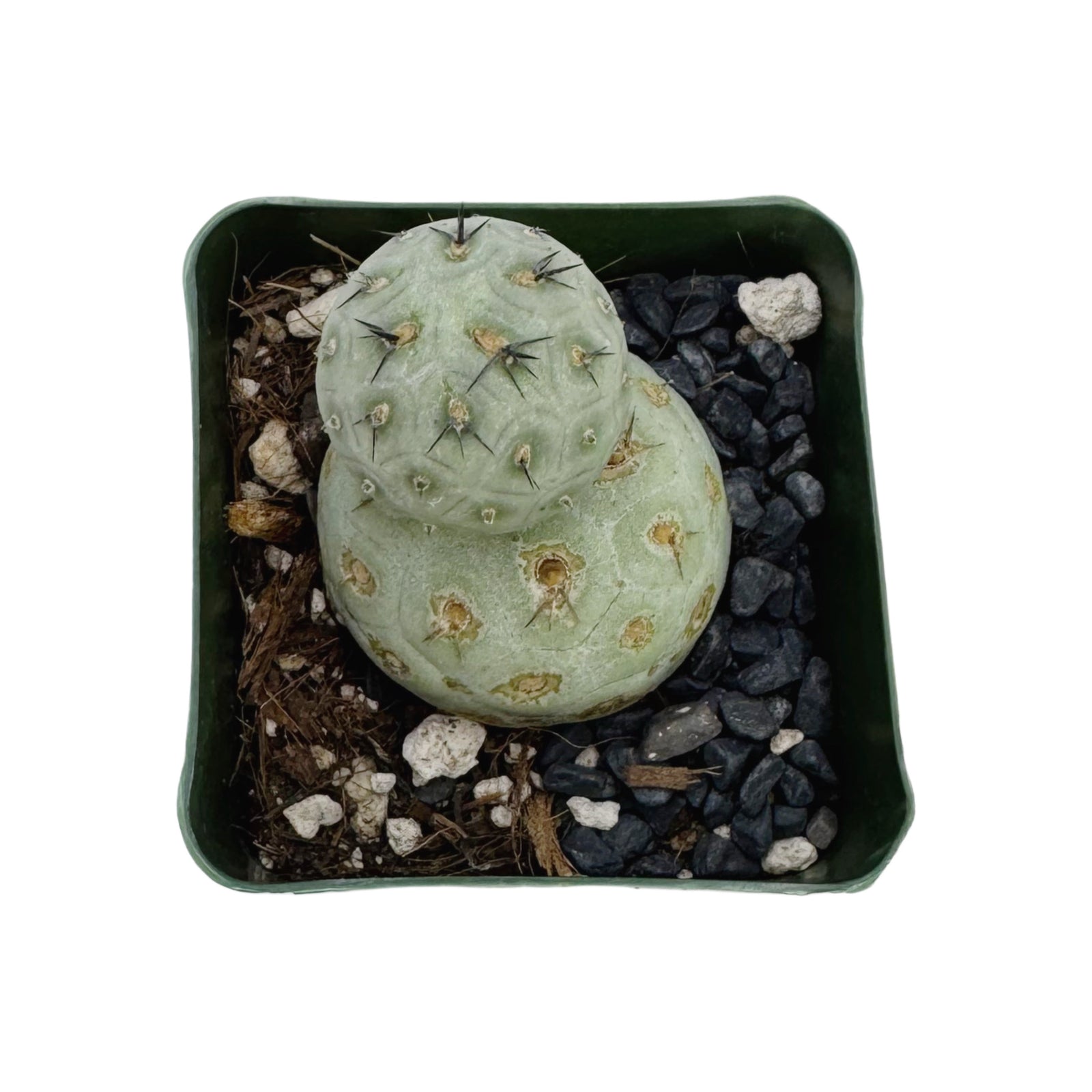 Tephrocactus geometricus – Lazy Gardens