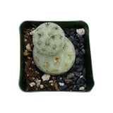 Tephrocactus geometricus