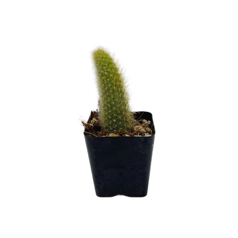 monkey tail succulent for sale Cleistocactus colademononis
