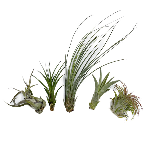 Tillandsia Variety Pack | Air Plant Variety Pack - Lazy Gardens