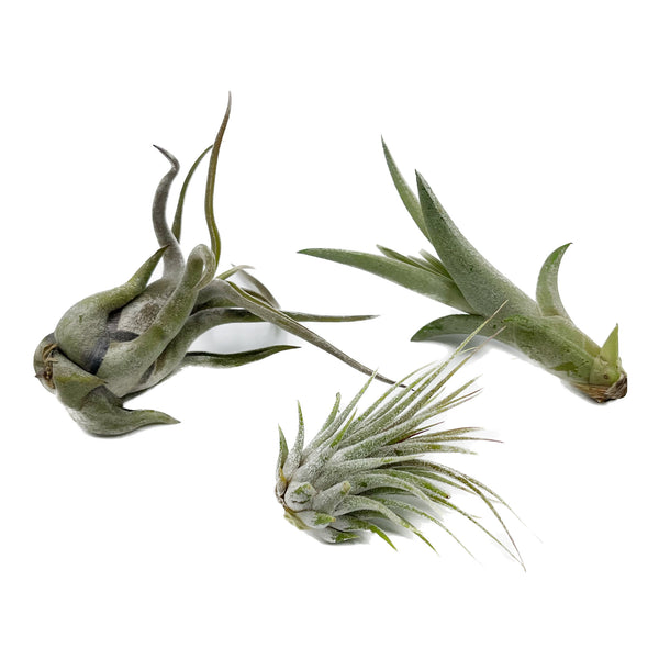 Tillandsia Variety Pack | Air Plant Variety Pack - Lazy Gardens
