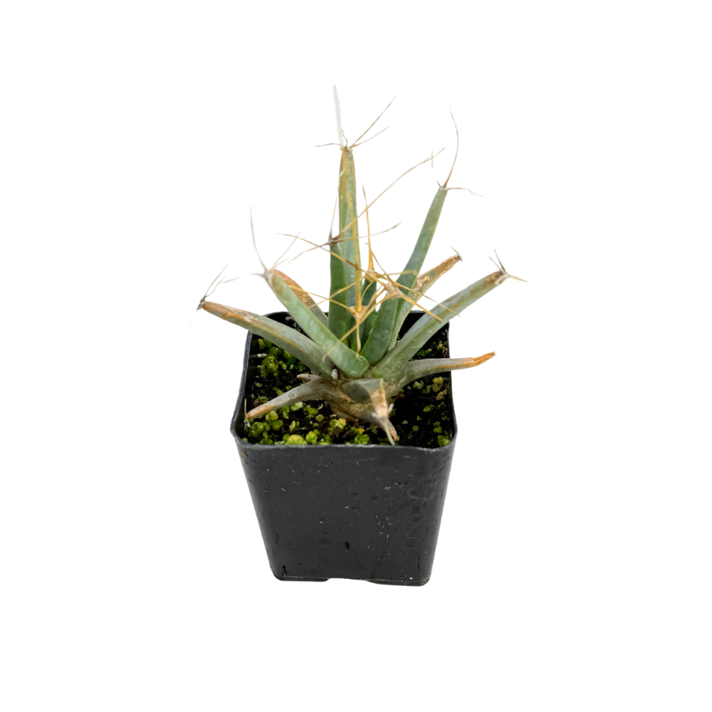 Leuchtenbergia principis