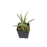 Leuchtenbergia principis | Agave Cactus