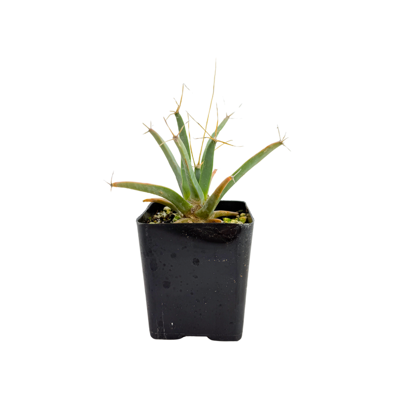 agave kakteen Leuchtenbergia principis