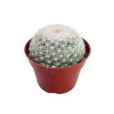 Mammillaria candida | Snowball Cactus